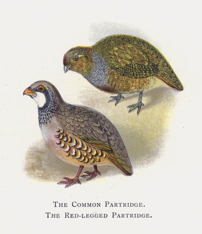 The Common Partridge, The Red-legged Partridge by Alexander Francis Lydon